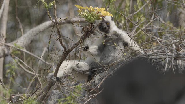 Indri lemur perched on branches with yellow flowers in natural habitat