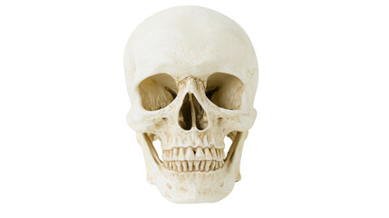 Human skull with detailed bone texture, isolated on transparent background © Finn