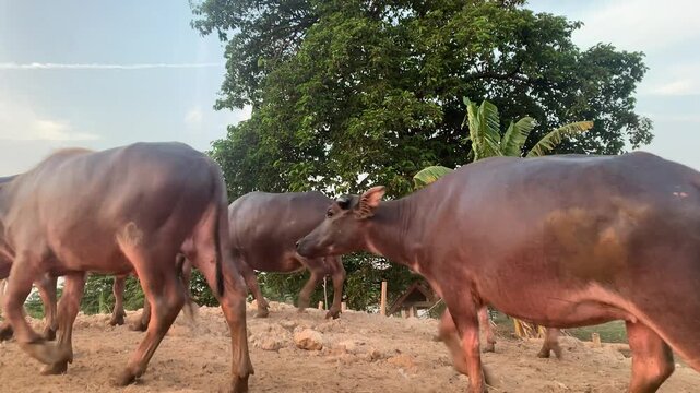 Herd of Water Buffalo Walking Across a Rural Farm at Sunset