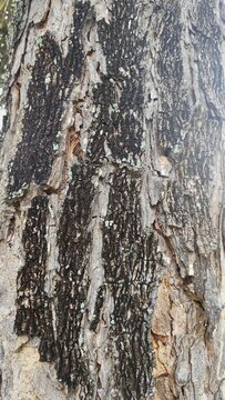 Dark rough tree bark texture with green lichen spots for graphic background