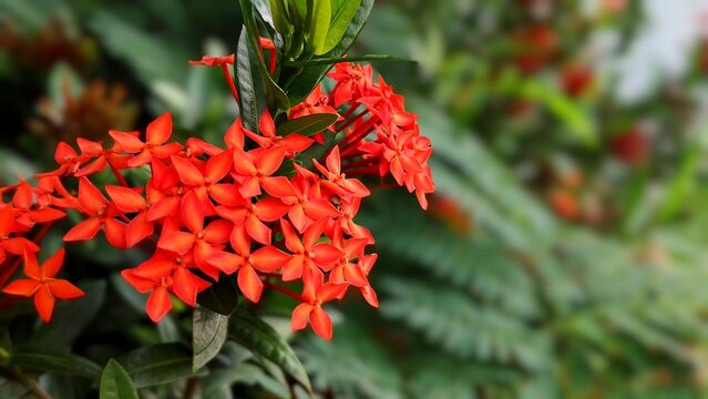 Vibrant red ixora flowers blooming with green blurred copy space background