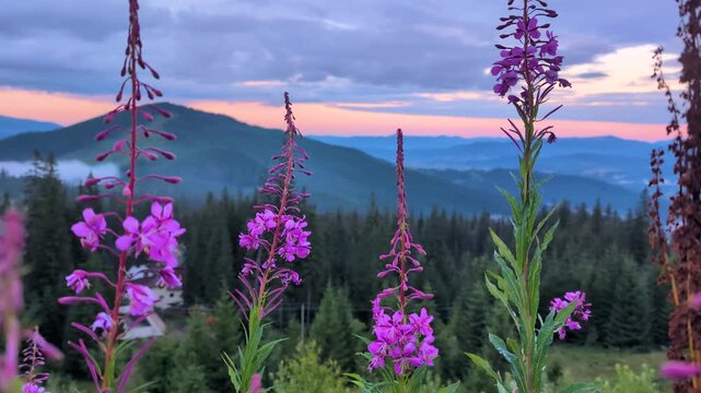 Chamerion angustifolium (Fireweed , chai Ivan) blooming plant, herb in Carpathian mountains