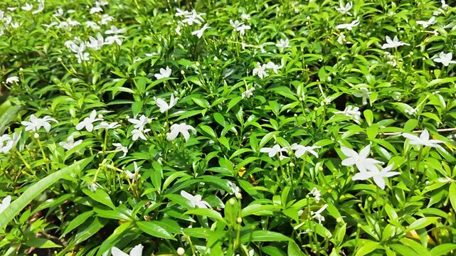 Vibrant green field filled with small white flowers creating a lush natural background pattern