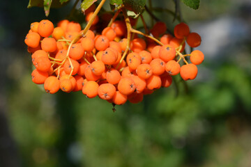 Obraz premium A detailed horizontal close up shot of a ripe orange rowan berry cluster hanging on a branch with a blurred green background - latin name - Sorbus aucuparia