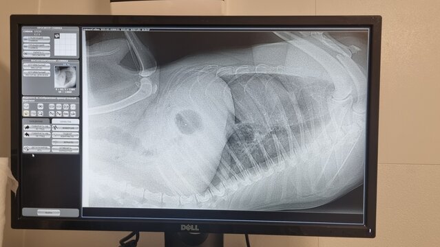 Dog Chest X-Ray Displayed on Veterinary Clinic Monitor