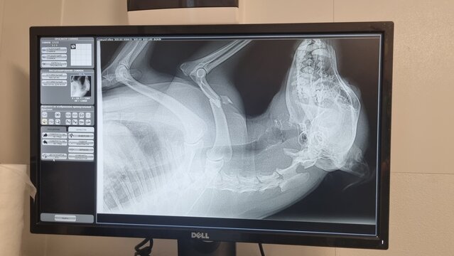 Dog Head and Cervical Spine X-Ray on Veterinary Diagnostic Monitor