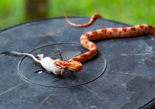 Orange Corn Snake Eating White Mouse Close Up Wildlife Shot