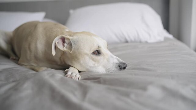 Sad and tired old greyhound dog lying on a comfortable bed in a cozy bedroom pitbull
