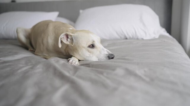 Calm and relaxed purebred dog lying on a cozy grey bedspread in a bright, modern bedroom pitbull