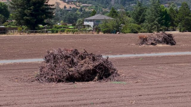 Vineyards in Sonoma and Napa remove and burn excess grape vines as wineries struggle to sell their wine amid market decline