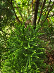 Naklejka premium Fresh Green Conifer Branch Close Up with Natural Forest Background and Selective Focus