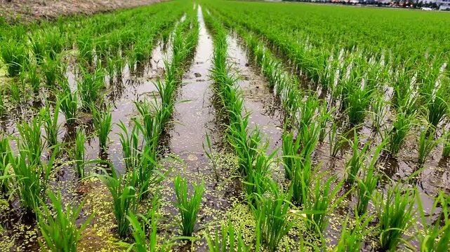 Young rice seedlings growing in flooded paddy field with perfectly aligned rows. Modern agricultural landscape showing early cultivation stage, sustainable farming, irrigation and healthy crop develop