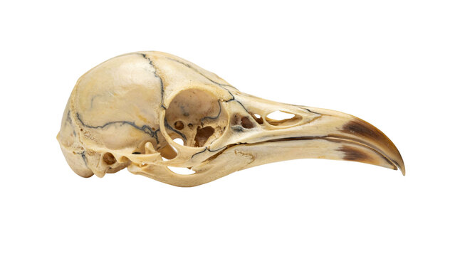 Detailed side profile view of a natural weathered bird skull showing intricate bone structures and sharp beak features captured in bright studio lighting on transparent background