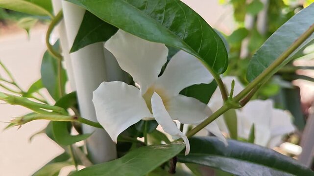 Vibrant white Mandevilla flower blooming gracefully on a garden trellis surrounded by lush green foliage