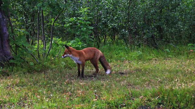 Red Fox hunting in woods of Norway