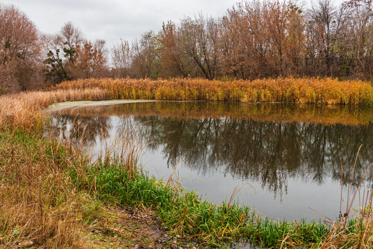 A picturesque river bay surrounded by vegetation and trees. Autumn landscape with a small lake in the countryside, Ukraine