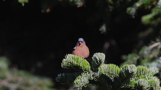Male Eurasian chaffinch (Fringilla coelebs) with vibrant plumage perched on top of a green pine branch in a sunny forest.