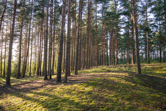 Walking narrow path through summer forest bathed in sunlight with rows of pines standing tall among trail. Footpath in woodland with green moss at sunset. Ecotourism. The Nature of Scandinavia