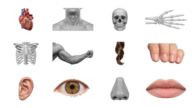 Set of human internal organs and external body features with skeleton physiology healthcare collection internal structure clinical research education illustration features isolated as PNG