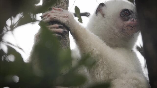 Close-up of a white lemur clinging to a tree trunk in lush green foliage