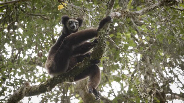 Indri lemur gracefully climbs through lush green forest canopy