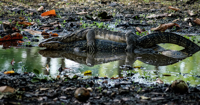 Two Asian water monitor lizards mating in a muddy swamp pond reflection scene