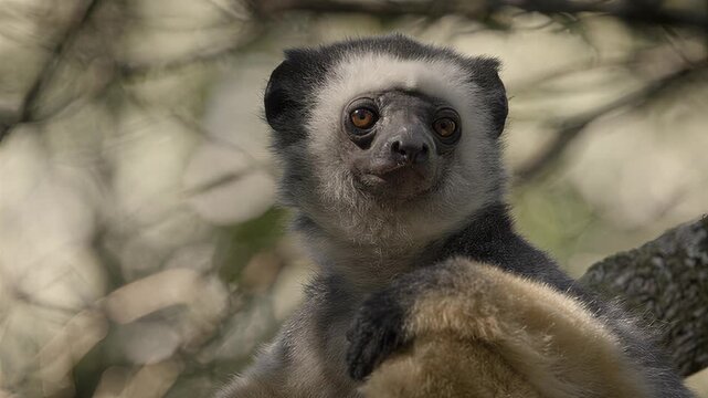 Close-up portrait of a lemur with striking orange eyes in its natural habitat