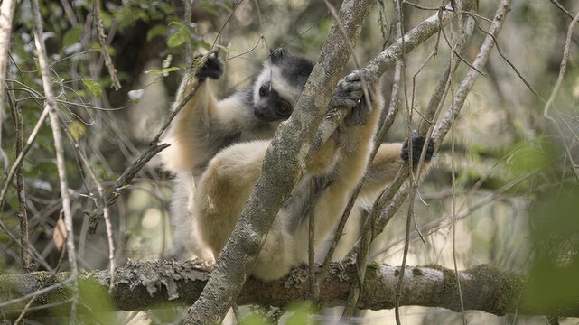 Indri lemur resting on a tree branch in a lush forest environment