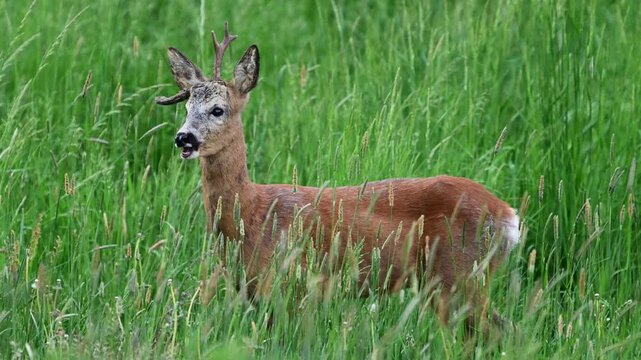 Roe deer male ( Capreolus capreolus )	