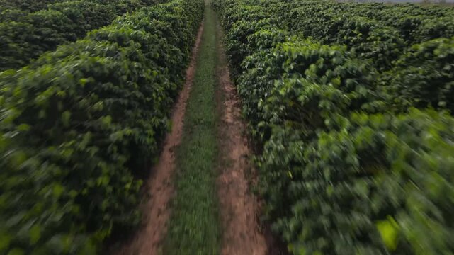 Aerial view of rows of lush green coffee bushes at Jack Murat Coffee plantation in Arriga, Queensland, Australia.