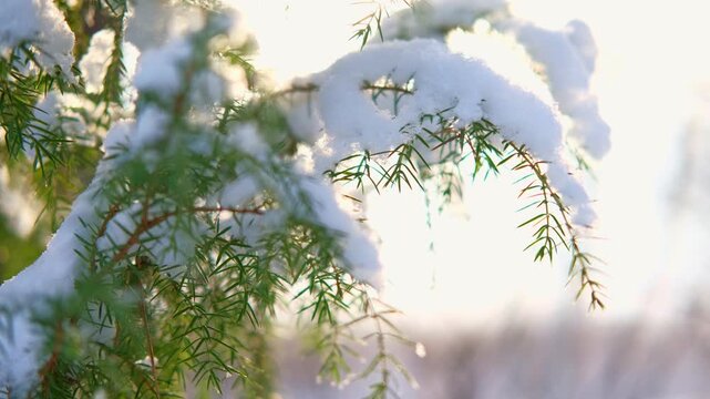 Delicate green juniper branches covered with fresh white snow caps in forest. Beautiful winter nature landscape background with warm bright sun light rays shining through blurred backdrop trees