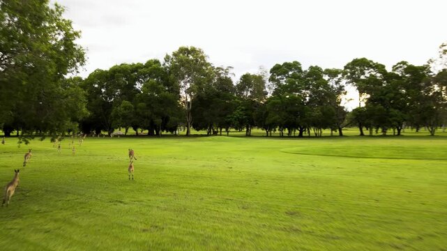 Aerial view of kangaroos grazing on a lush green field with scattered trees in the background in Mareeba, Queensland, Australia.