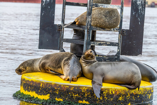 A close up view of Sea lions on a navigation buoy in Paracas Bay on the way to the Ballestas Islands from Paracas, Peru in the dry season