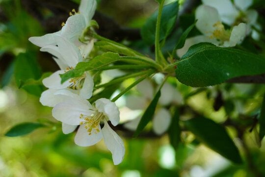 Apple tree branch. Branch with white flowers. Gardening. Garden with apple  trees in Sicily, Italy. Branch of blooming white apple tree flowers in spring, seasonal theme. Garden plant.