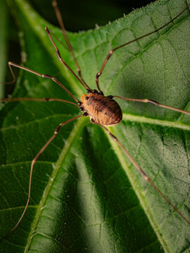 Macro close up of a daddy longlegs harvestman spider resting on a vibrant green leaf in a natural outdoor wildlife environment