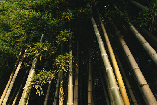 bamboo forest background