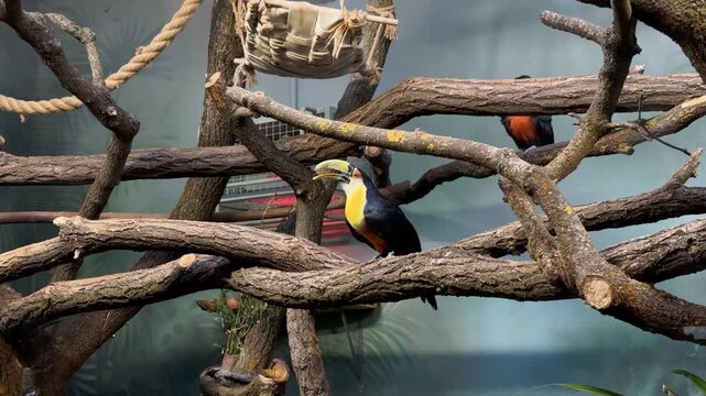 Exotic black-necked aracari toucan bird perching on branch in aviary