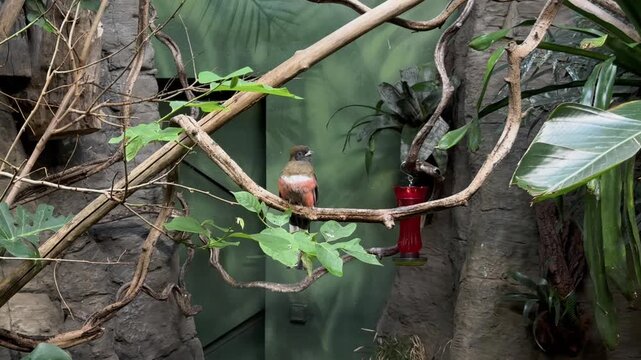 Exotic colorful Cuban trogon bird perching on a branch in aviary