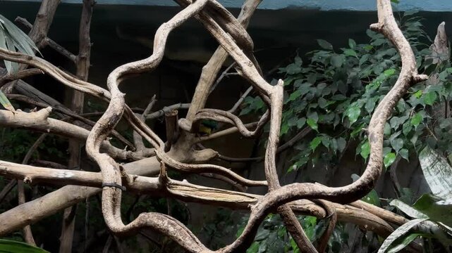 Exotic black-naped fruit dove bird perched on branches in zoo aviary