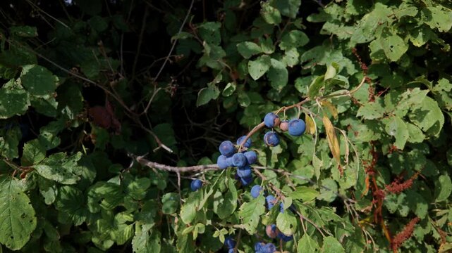 Vibrant blue or violet fruit of the damson tree blowing in the wind in a field in Pattingham, Staffordshire, UK historically nicknamed Damson Village due to the dye it produces