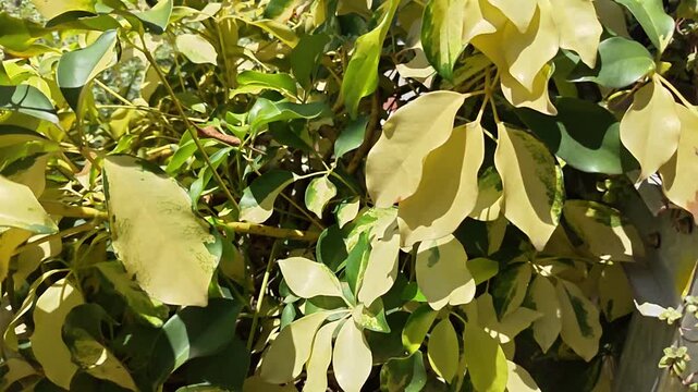 Variegated Schefflera Leaves With Natural Sunlight Patterns In A Garden Setting