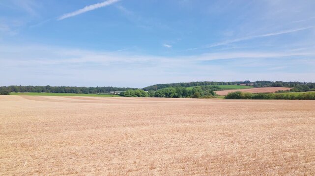 A panning shot of an arable field after a wheat harvest has been completed showing the crop stubble left after the wheat has been cultivated and managed
