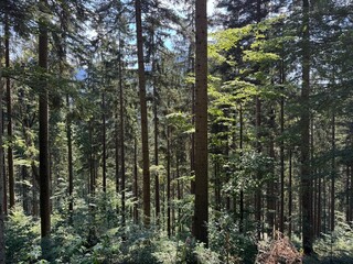 Fototapeta premium Mixed forest in the Black Forest National Park or mixed trees of the Black Forest, Germany - Mischwald im Nationalpark Schwarzwald oder Mischwälder des Schwarzwaldes, Deutschland