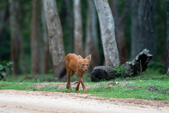 Indian Dhole Walking Along Forest Track in Tropical Dry Deciduous Forest, Bandipur Tiger Reserve, India