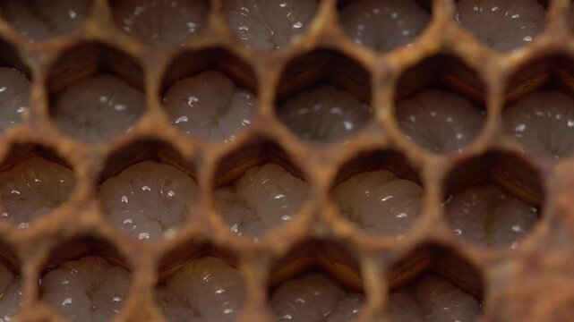 Bee Development macro. Eggs larva capping pupa emergence