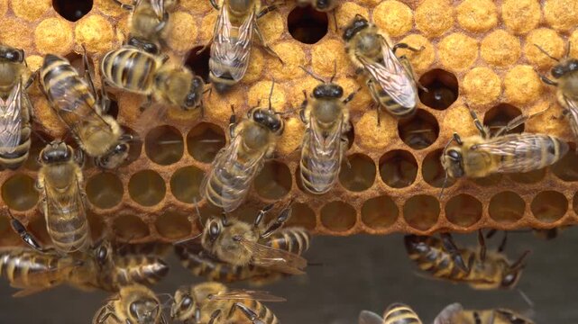 Bee Brood Larvae Pupae Capped Cells Honey Bee Life Cycle Beekeeping