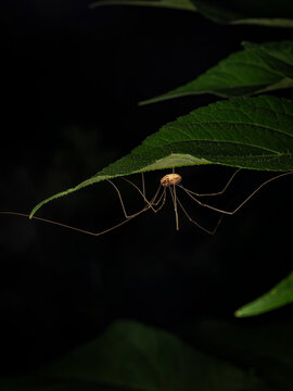 Macro close up of a daddy longlegs harvestman hanging beneath a vibrant green leaf against a dark background in nature