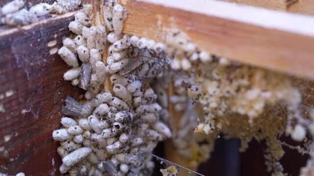 Wax Moth Larvae Destroying Honeycomb. Beehive Pest Infestation Close Up
