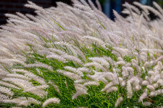 White fluffy flowers Pennisetum orientale or Chinese fountain grass, A perennial ornamental grass prized for its silky, white to pinkish plumes that bloom from summer into autumn, Natural background.