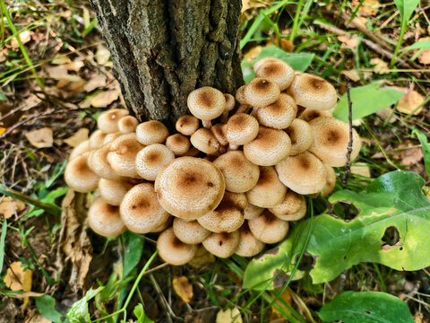 A group of edible honey mushrooms Armillaria mellea at the base of a tree in a forest.